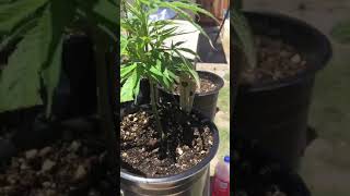 In the beginning I love growing marijuana