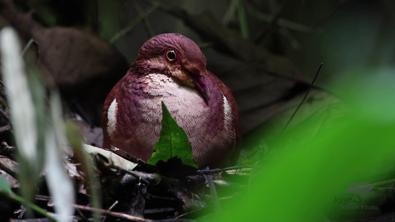 Ruddy Quail-Dove