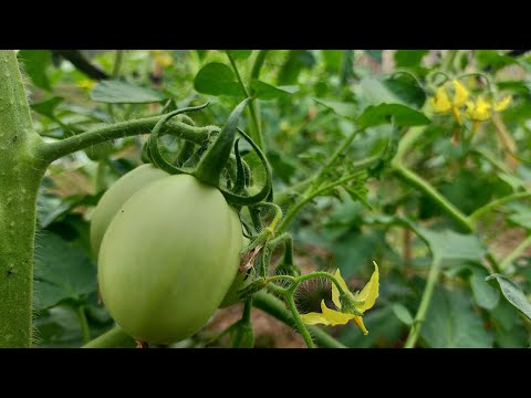 Video: Làm thế nào để xác định cà chua phát triển cao?