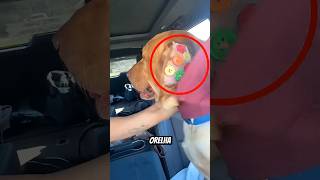 Por que costuraram botões na orelha desse cachorro?