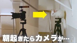 目が覚めたらカメラがチンチラになっていたNo.208