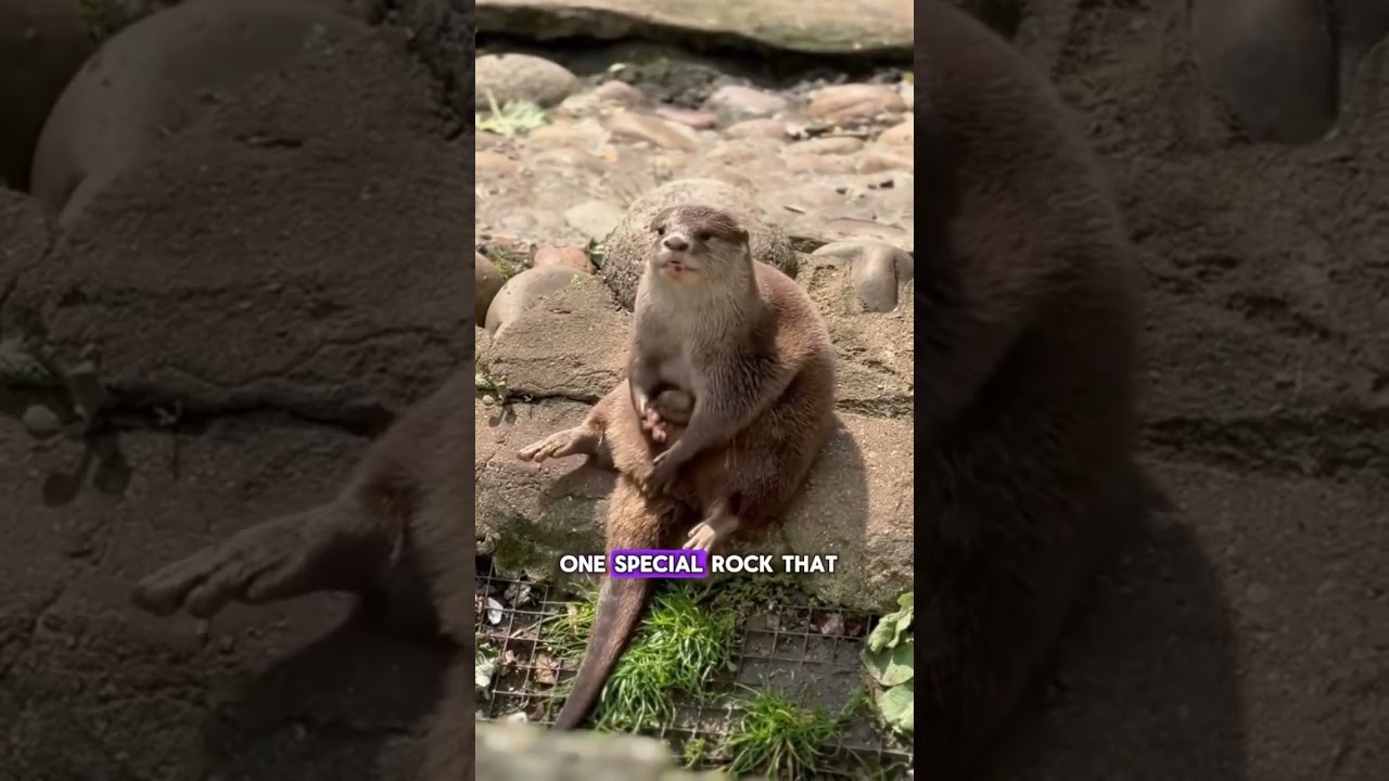 Why Do Otters Love Ice Cubes? 🤔🦦 