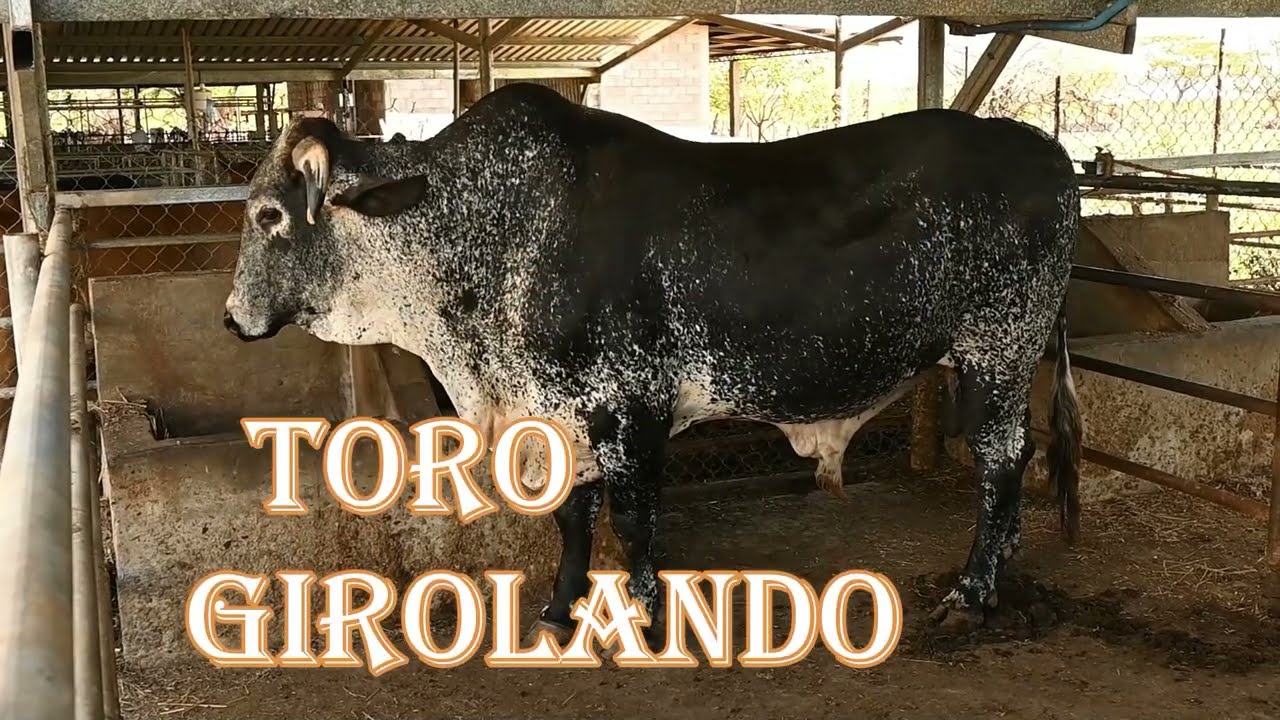 Toro Girolando disponible y Otros Toros y Terneros en Hacienda el Paraíso-El Salvador en el Campo