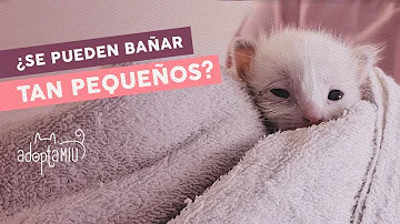 ¿Cómo se limpia a los gatitos recién nacidos?