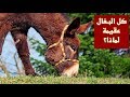 لماذا البغلة حيوان عقيم اي لا تلد؟ سبحان الله!