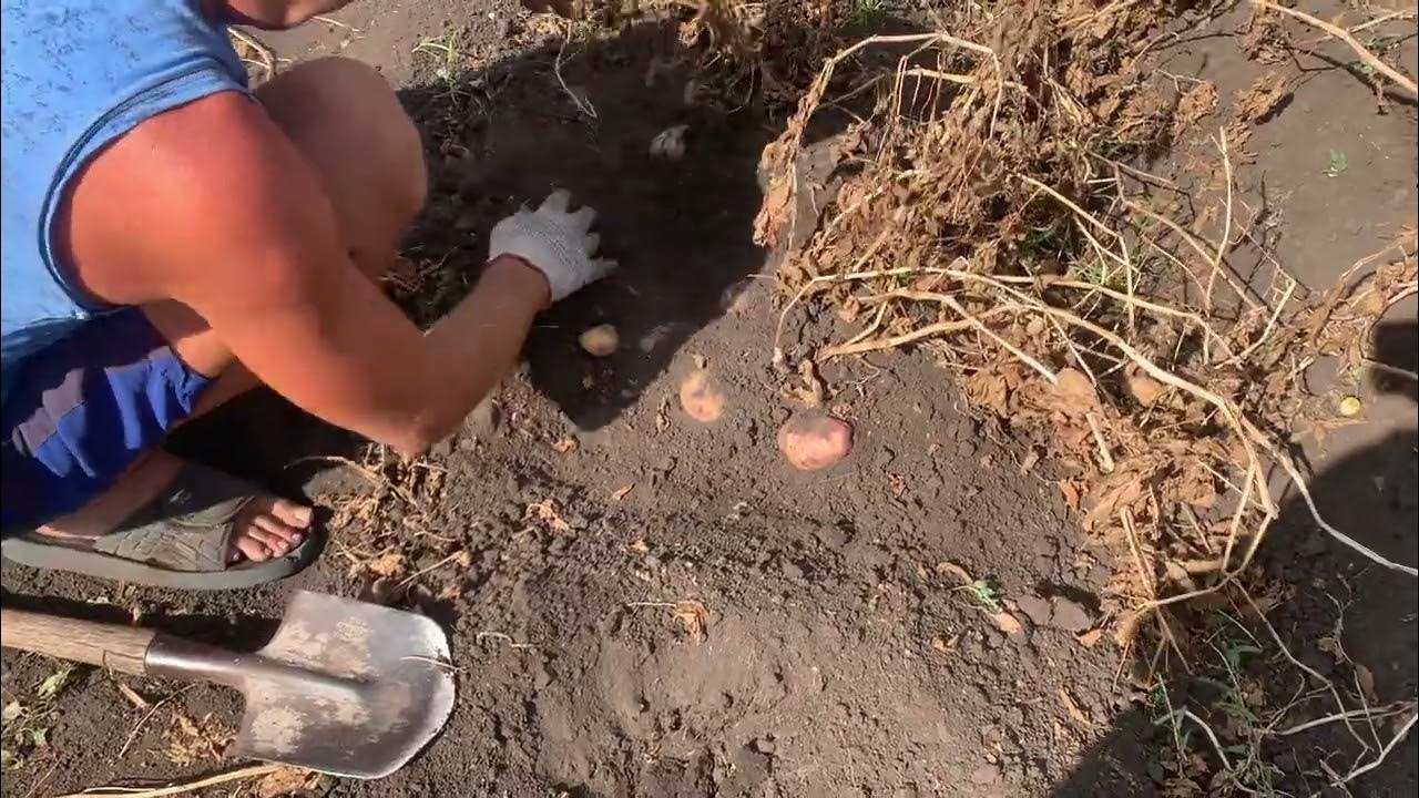 Фото картофеля иван да шура Поступил