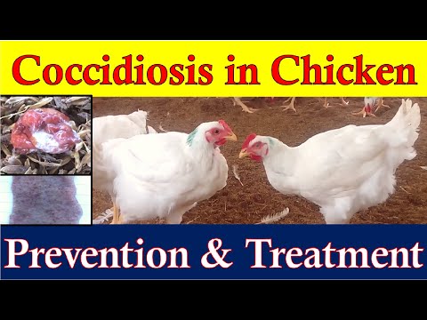 Video: Coccidiosis