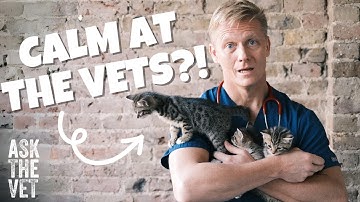 Pet terrified of the vets? How to keep calm, top tips! | ASK THE VET with Dr Scott Miller