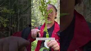 Ядовитое растение - Чемерица
