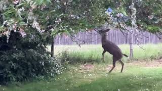 Deer Family  Eating Up The Cherry Tree