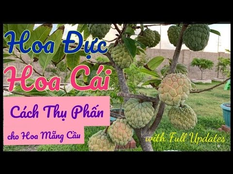 Video: Củ hoa mà ong thích: Chọn củ mùa xuân cho cây thụ phấn