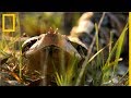 La víbora de Gabón | National Geographic en Español