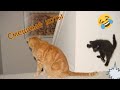 смешные кошки   на три минуты #смешныеживотные #смешныевидео #смешно #смешныекоты