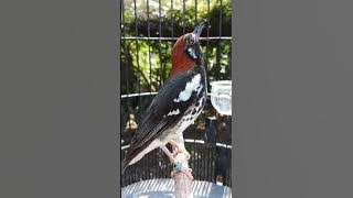 Punglor batu atau anis kembang gacor jos roll