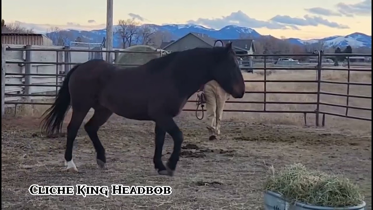 Real Healing Horsemanship Ep. 2 Buddy
