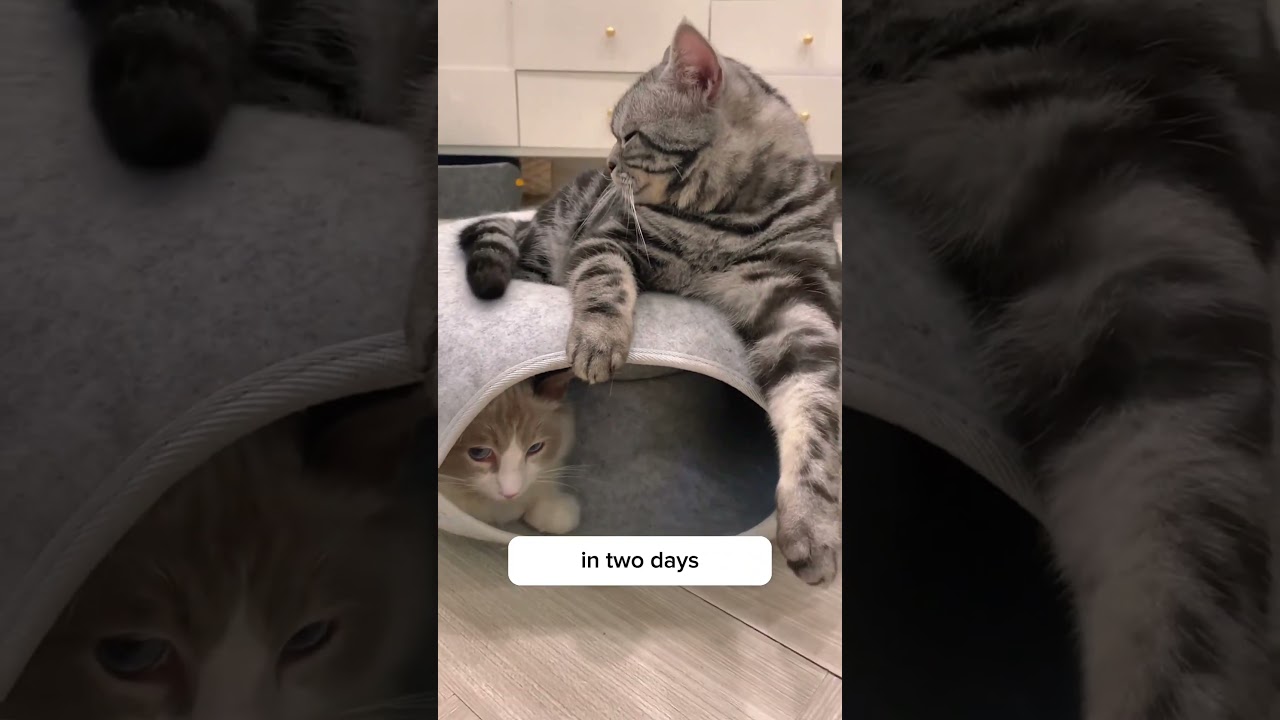 They tricked me into buying this cat bed and now I regret it