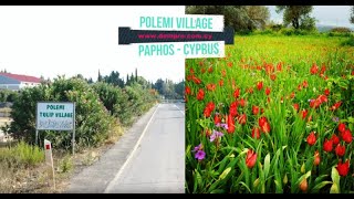 Polemi Village - Paphos - Cyprus