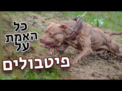 וִידֵאוֹ: גזעי הכלבים הטובים ביותר לשמירה על בית פרטי