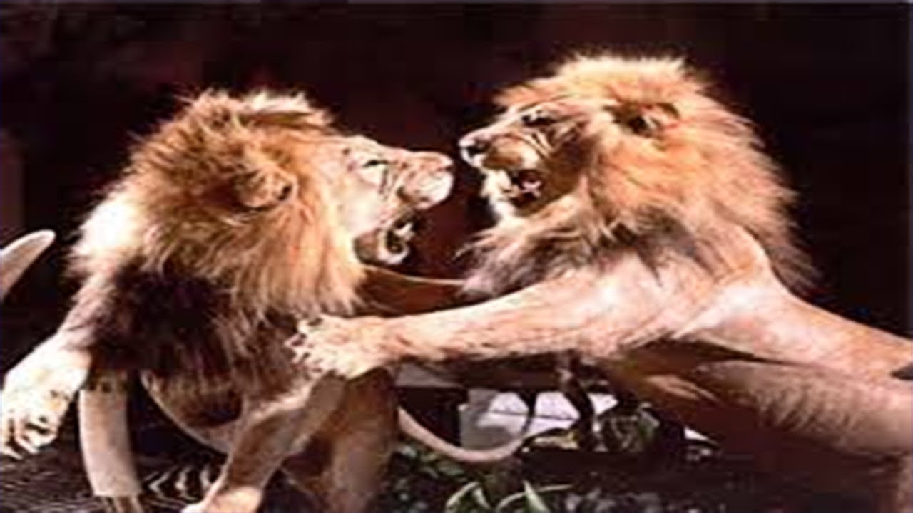 ð´Lion Vs Lion Real Fight Best Lion vs Lion attack ️ 999$ Real Fight