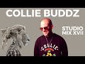 Collie buddz special