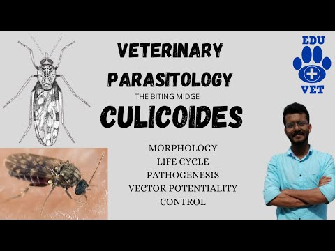 Video: Aktualisierung Der Artencheckliste Von Culicoides Latreille, 1809 Beißende Mücken (Diptera: Ceratopogonidae) Aus Marokko