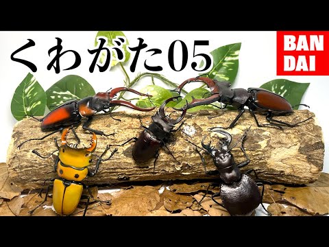 最新 クワガタガチャが最高すぎる件 BANDAI いきもの大図鑑くわがた05