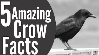 5 Amazing Crow Facts  Einsteins of the Bird World