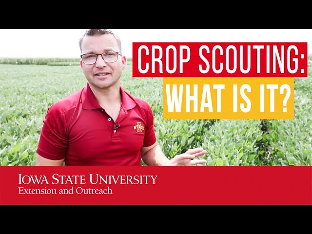 What Is Crop Scouting