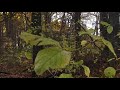Безмятежный осенний лес под вечный блюз