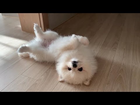 아무데서나 벌러덩 배까는 강아지?!