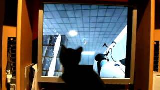 PORTAL - a great way to distract a cat!