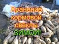 ХРАНЕНИЕ//КАК ХРАНИТЬ КОРМОВУЮ СВЁКЛУ ЗИМОЙ//МОЯ ЛЮБИМАЯ УСАДЬБА.