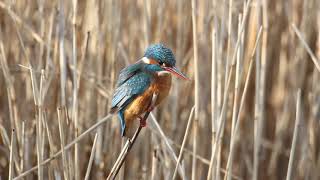 Ijsvogel Middelburg 31012021