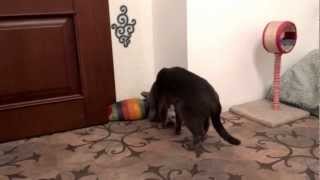 Russian blue cat / русский голубой кот ворует игрушки Russian blue cat / русский голубой кот ворует игрушки