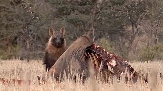 WE SafariLive Kalahari- Amazing Brown hyenas!!