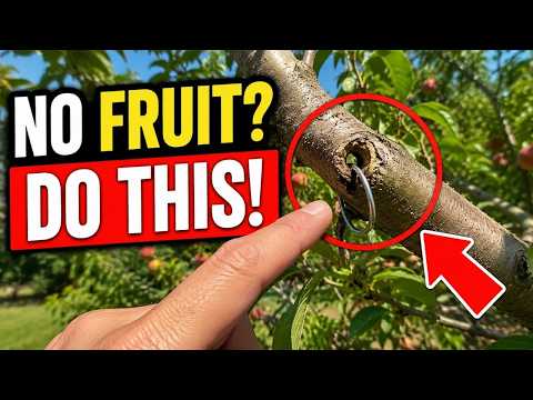 Do THIS and Your Fruit Tree Will Be Loaded With Fruit | PROVEN