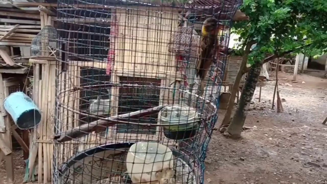 Burung manyar suaranya merdu.... 