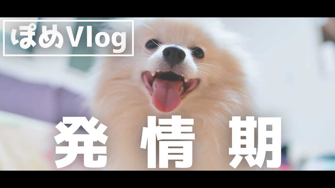 【ぽめVlog】発情期！？かわいいポメラニアンの交尾が激しすぎた！ ～子犬から成犬へ～ YouTube