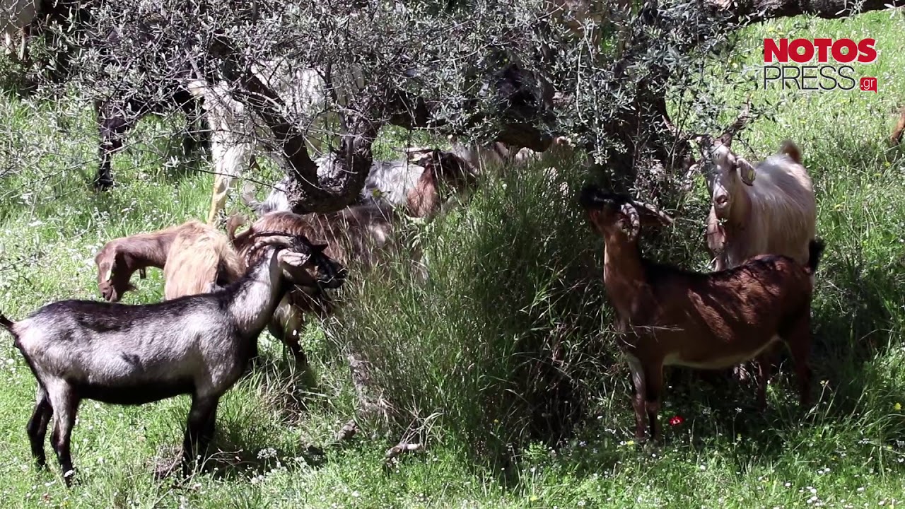 Ο τσοπάνης του Πάρνωνα που έμεινε μόνος...