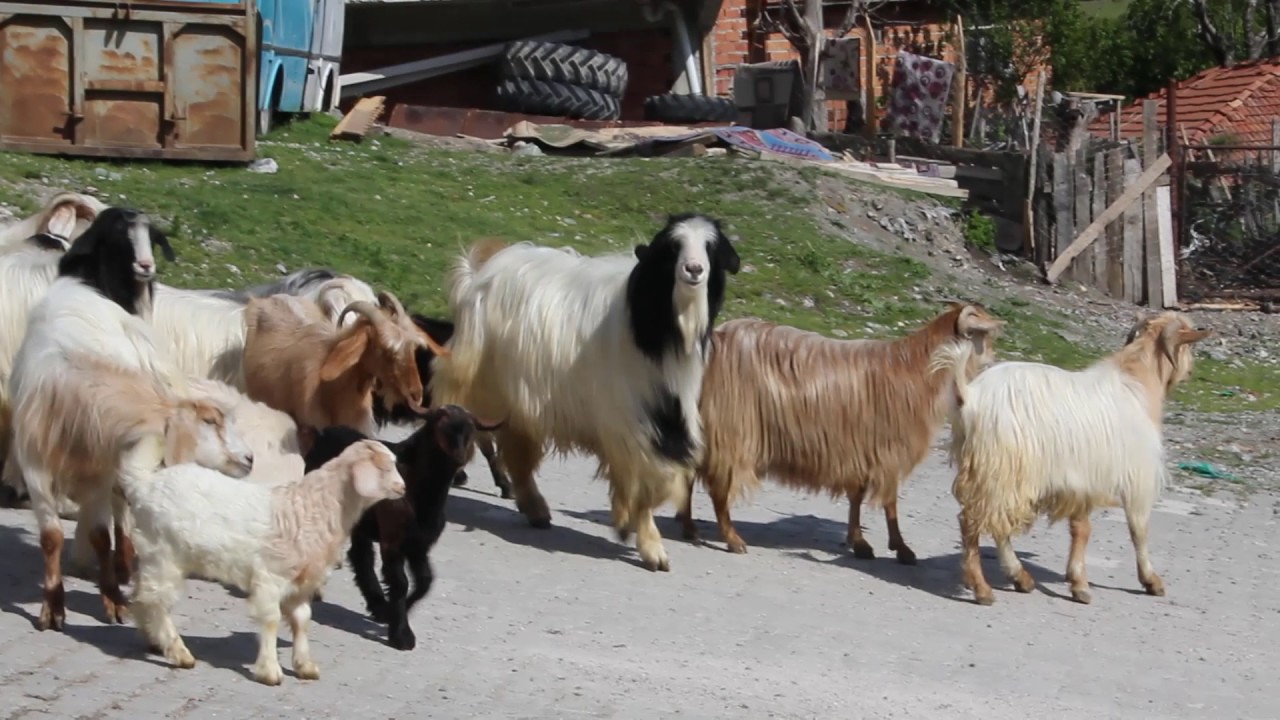 Zeytin Deresi Belgeseli