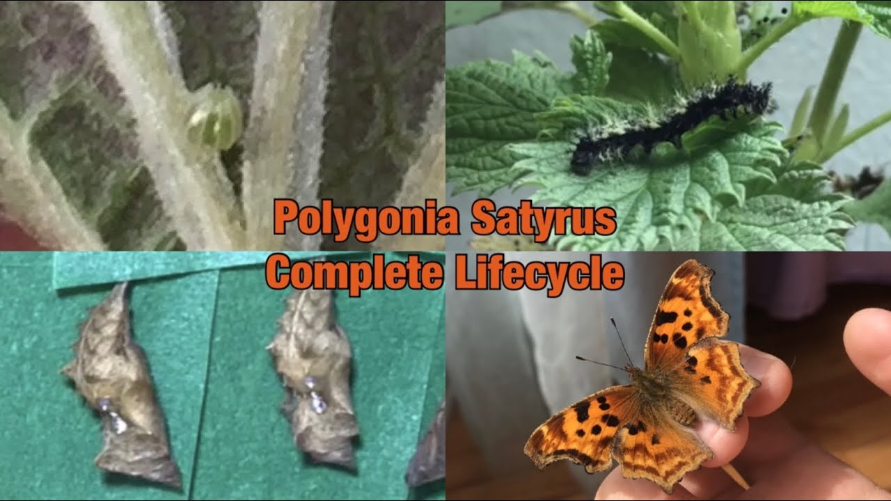 Satyr comma butterfly lifecycle polygonia Satyrus
