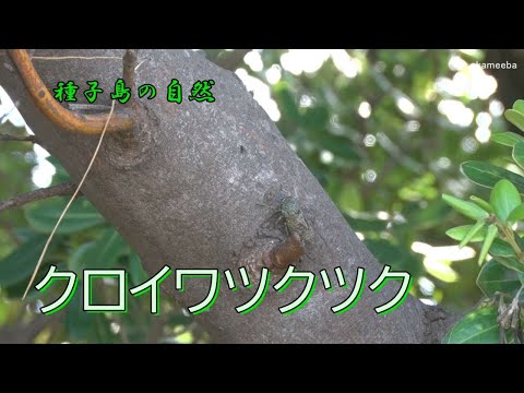 ７匹のクロイワツクツク 海岸近くの防風林での鳴き声風景自然音収録