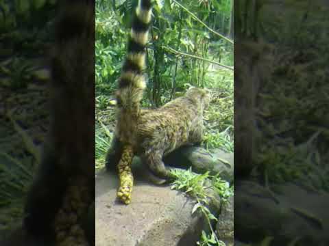 Video: Jardín Topiario de Animales Verdes - Foto Tour y Guía