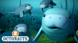 @Octonauts - 🔊 Ahoy Manatees! 🐋 | Season 2 | Best Bits!