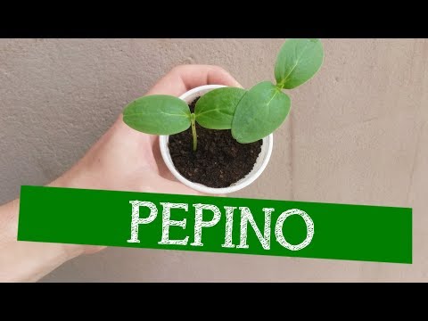 Vídeo: Semeando Pepino