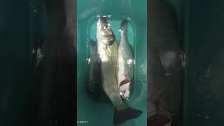 # bluefish # pêche #fans #cr7 # #go #go