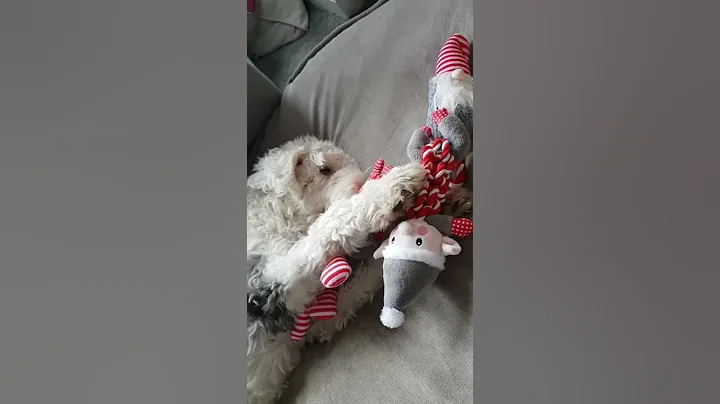 Loulou bear Christmas play