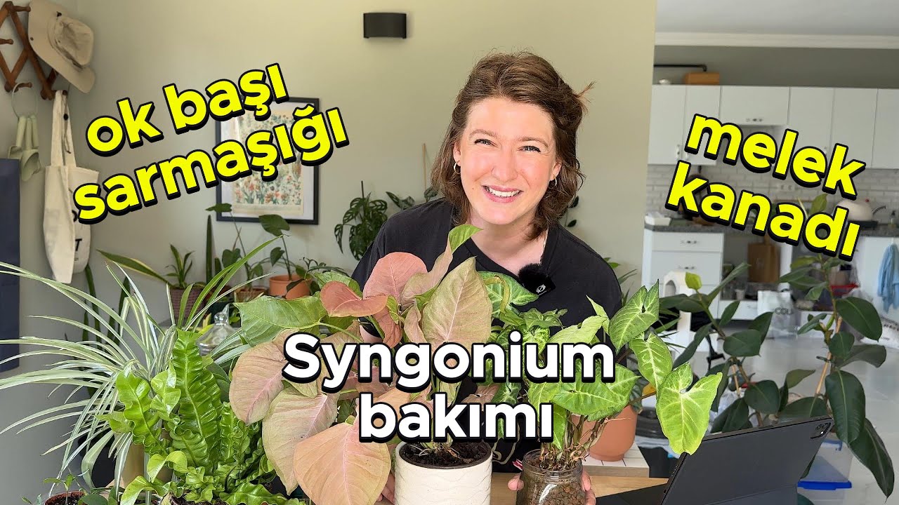 Melek Kanadı Bakımı | A'dan Z'ye Syngonium Bakımının Püf Noktaları