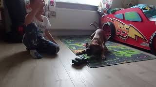 Masha bokser dog. Visiting grandchildren. Episode 20 by Masha the Boxer Dog  from Poland  103 views 2 years ago 31 seconds