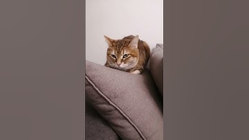 🤭 #greenscreen #makeup #edit #vs #tiktok #duet #dance #teamunofficialshorts #cat #cute